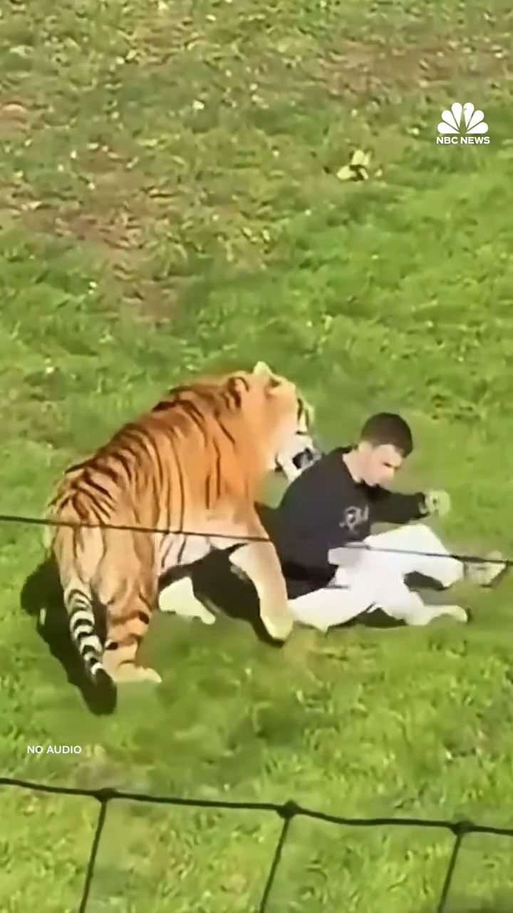Atak tygrysa na mężczyznę w brytyjskim zoo