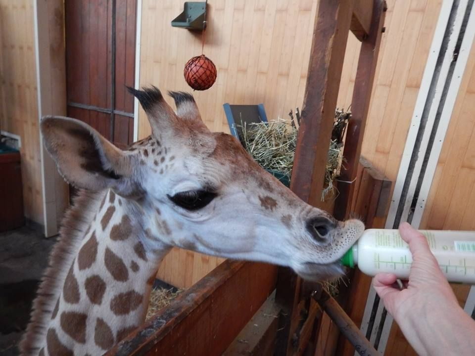 Żyrafek Gortat obchodzi pierwsze urodziny!