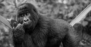 Ten goryl był światową sensacją. Zmarł w ramionach swojego wybawcy