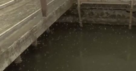 Plaga insektów atakuje we Włoszech. Chcą stanu wyjątkowego