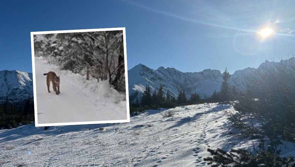 "Mogło źle się skończyć". Ryś nagle wybiegł przed turystę w Tatrach