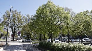 Dwa szczecińskie dęby zyskają imię "Rotarianie". Wyjątkowa uroczystość na pl. Zwycięstwa