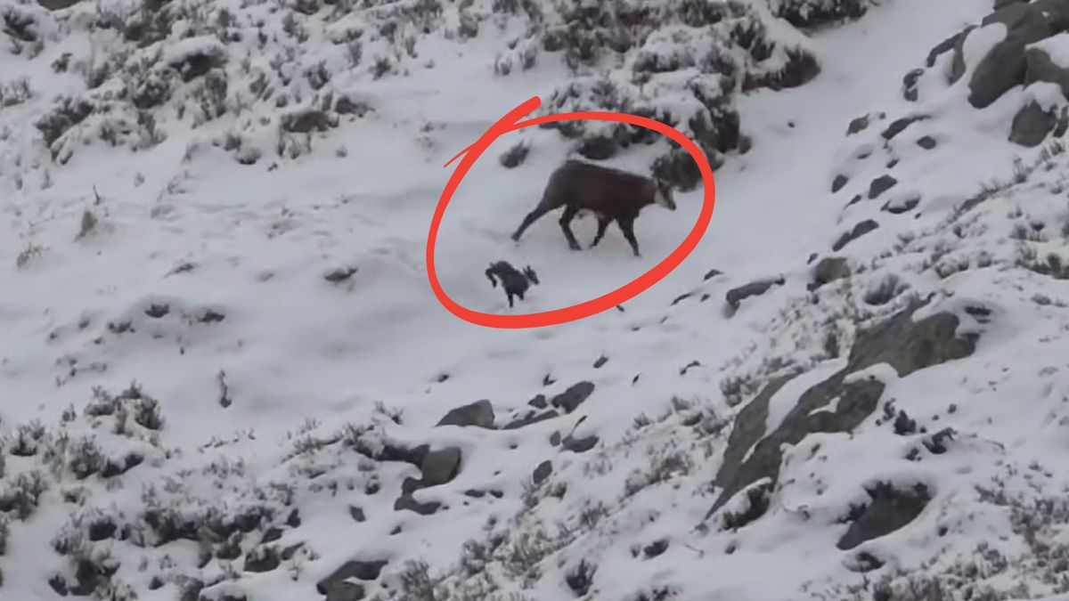 Młoda kozica podążała za mamą