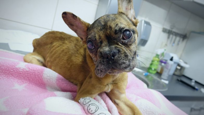 Znana influencerka zagłodziła psa na śmierć. Zapadł wyrok