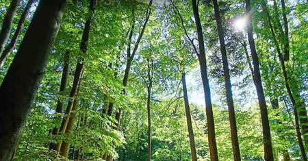 Gołoborze na Łysej Górze – Atrakcje w Świętokrzyskim Parku Narodowym