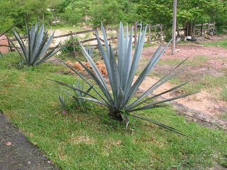 Tequila wznosi toast za Maryję i świętuje