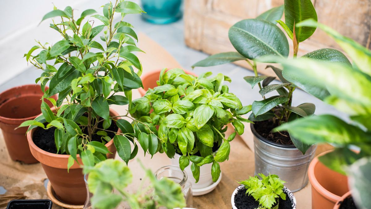 Rośliny doniczkowe – nazwy, popularne, pokojowe, tanie