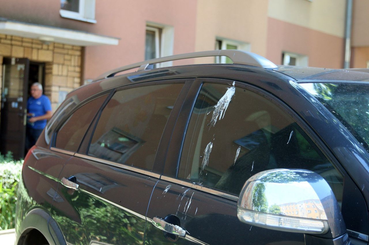 Uważaj na ptasie odchody. Jak szybko i skutecznie usunąć je z lakieru auta?
