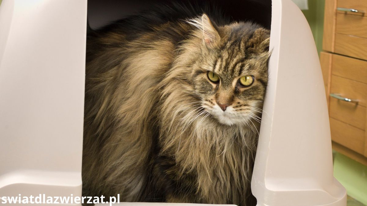 Jaki żwirek jest najlepszy dla kotów rasy maine coon?