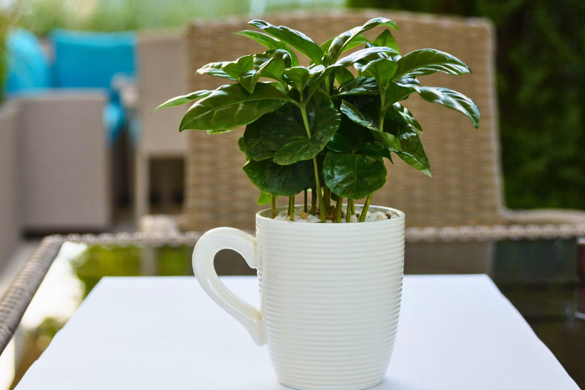 Coffee tree in a pot