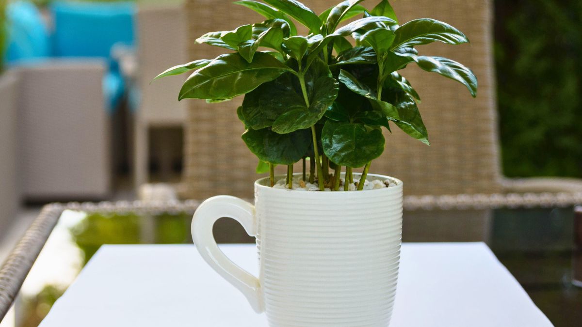 Kawowe drzewko w doniczce