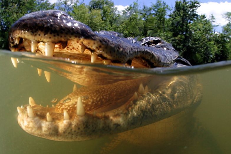 Huragan Ida. W Luizjanie aligator upolował człowieka