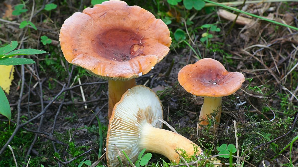 Mleczaj można jeść nawet na surowo