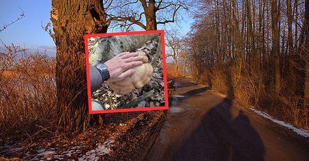 11 marca poszedł do lasu. "Bydlak" czaił się pod brzozą. Spójrzcie