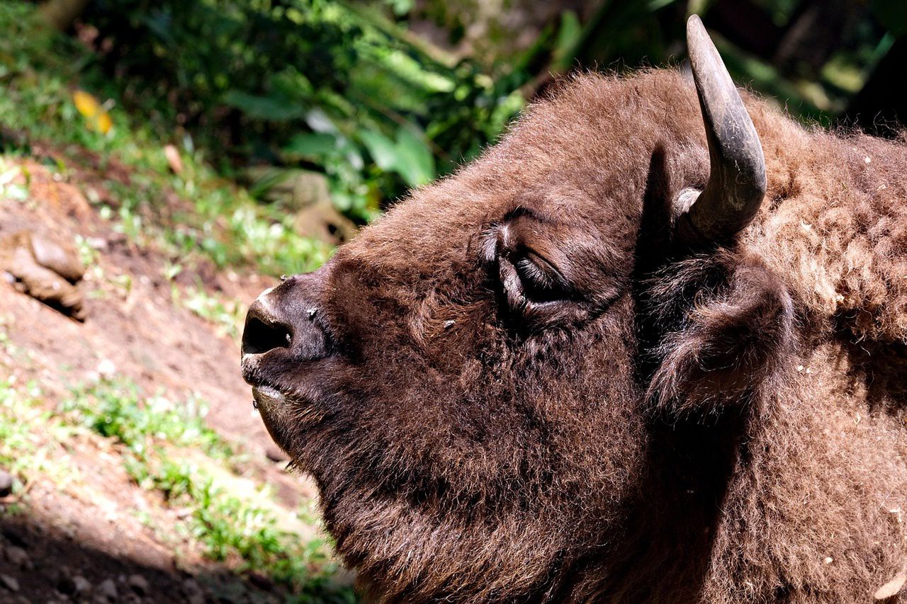 Tragiczna śmierć żubrzycy w Zachodniopomorskiem: śledztwo w toku
