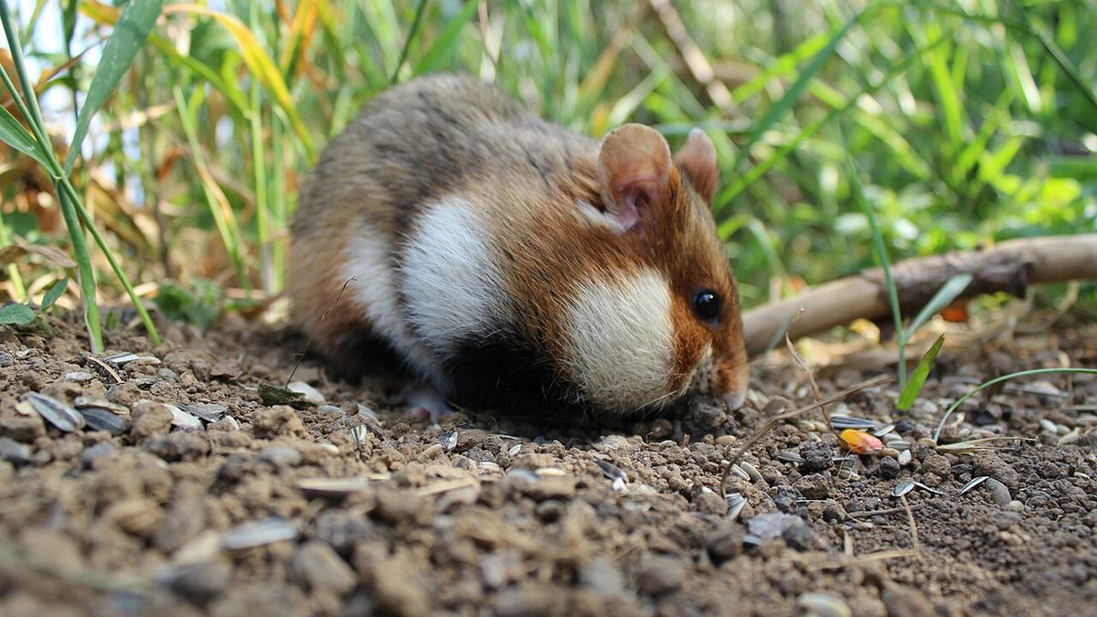 Chomiki europejskie żyją na wolności, także na terenie Polski