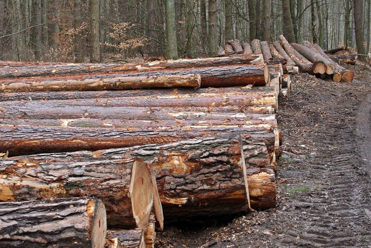 Eksport drewna z polskich lasów do Chin maleje