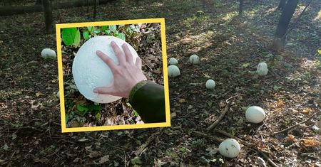 Takich grzybów nie widuje się często. Leśnicy znaleźli "leśne kule do kręgli"