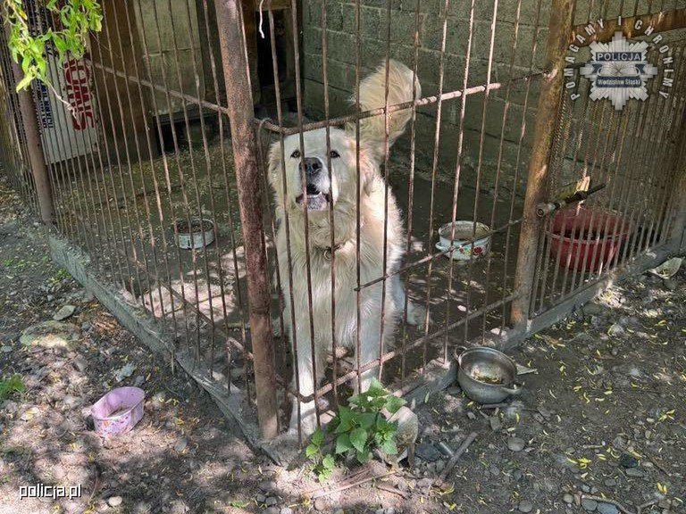 10-latek pogryziony przez psa.