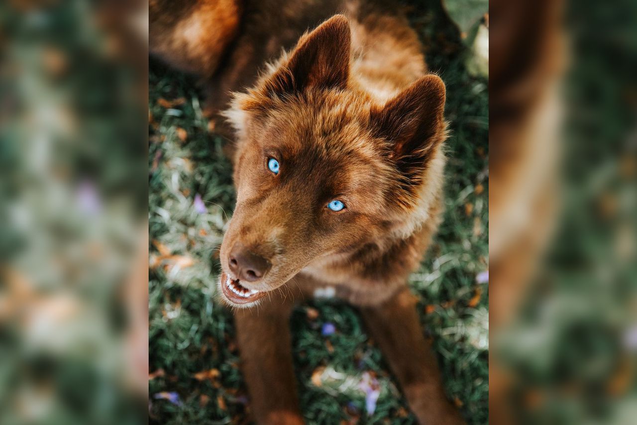 Rzadki brązowy husky robi furorę w internecie. Nie da się go nie lubić