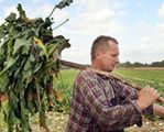 Rolnicy stracili 800 mln zł, rząd pomoże