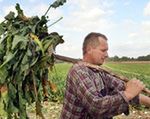 Ziemia rolna w Polsce droższa niż w Szwecji