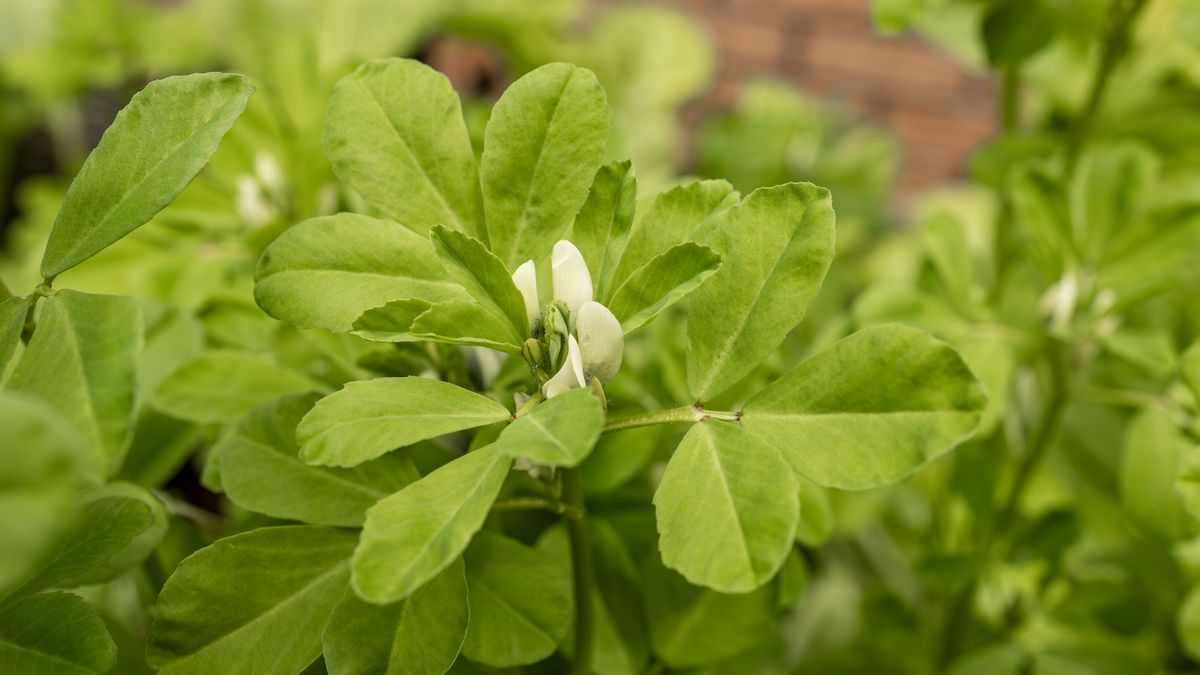 Koniecznie zasiej w ogrodzie. Działa na cukrzycę jak zaklęcie