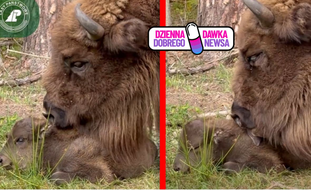 Leśnicy pochwalili się nową mieszkanką. Ma zaledwie kilka dni