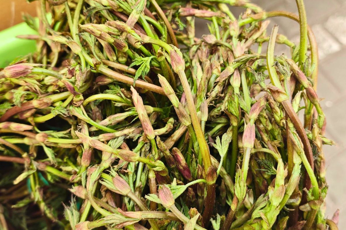 To ostatni moment, aby zjeść je w tym roku. Wypatruj ich na spacerze albo na targu.