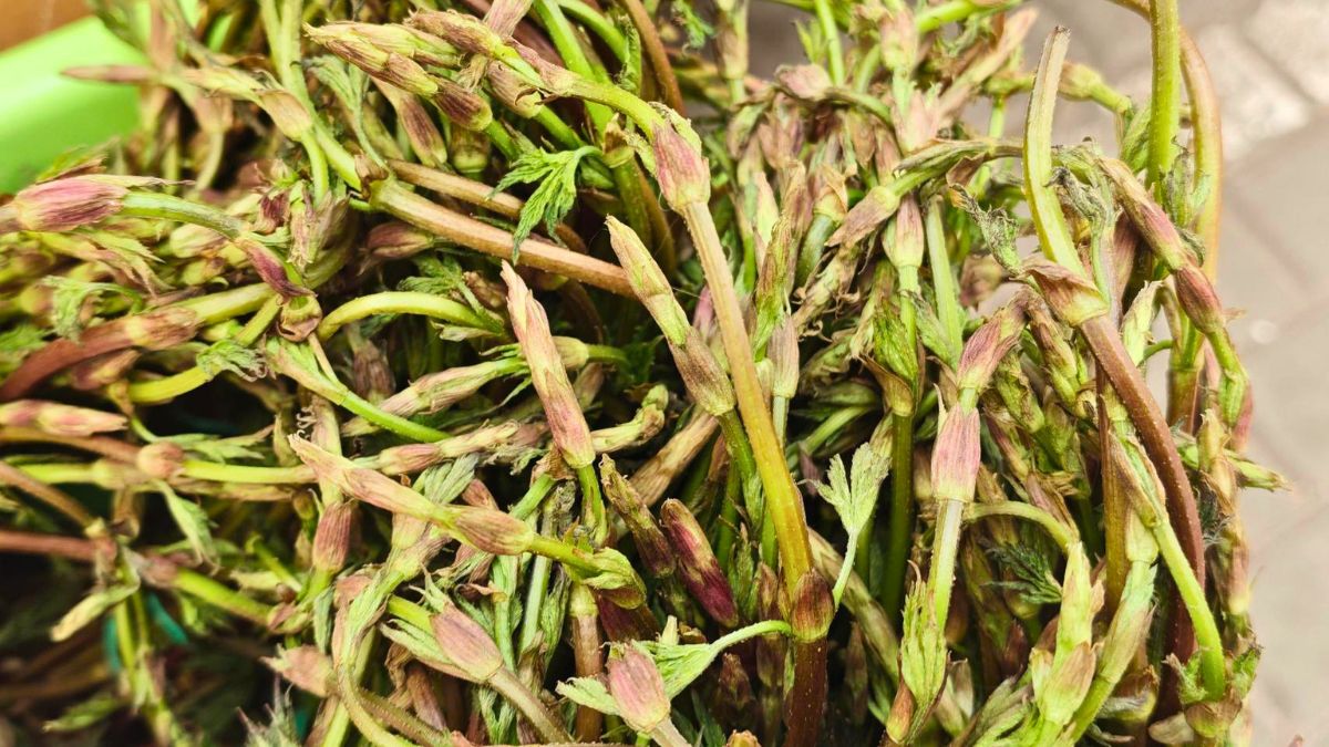 Młode pędy chmielu to letni przysmak