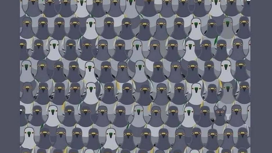 Masz 7 sekund. Sprawdź, czy jesteś w stanie znaleźć kota