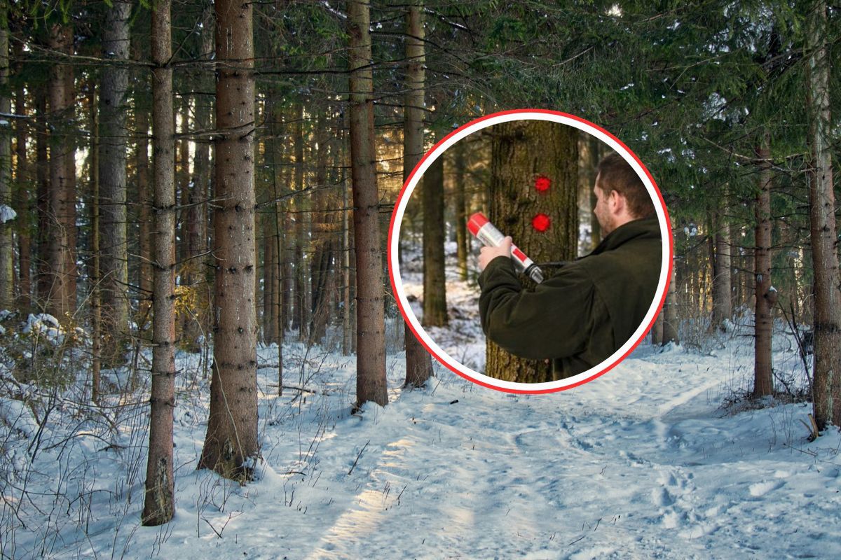 Znaki na drzewach w lasach. Właśnie się pojawiają. Leśnicy tłumaczą