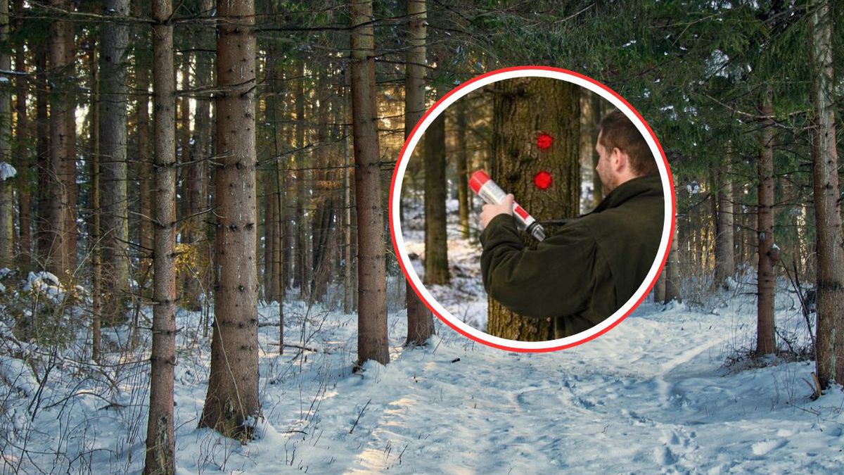 Leśnicy rozpoczynają intensywne prace w terenie