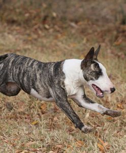 "Wyprowadzała" psa, jadąc samochodem. Zwierzę zaatakowało rowerzystę
