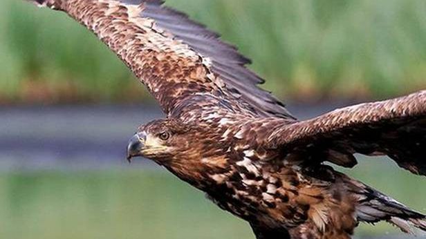 Bieliki w Sieci. Transmisja online z gniazda największych polskich ptaków 1