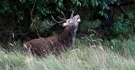 Bieszczady. Trwa rykowisko jeleni
