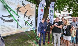 Częstochowa. Wszystko co powinniście wiedzieć o jerzykach, stanęła tablica