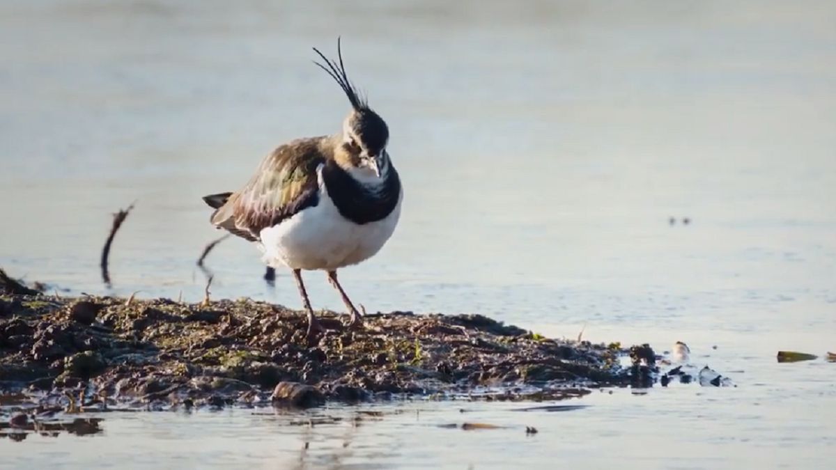 Słyszysz? To czajka próbuje cię wywieść w pole. 