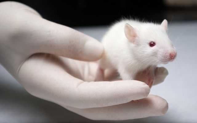 Wyuczone reakcje na zapach zostały przekazane pomiędzy pokoleniami myszy