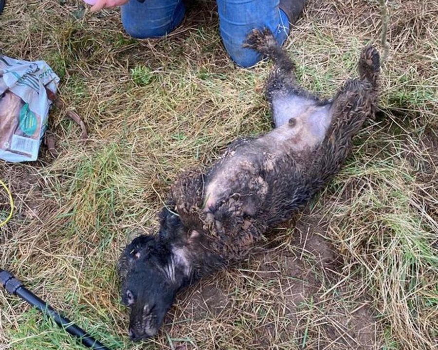 Pies spędził 60 godzin w borsuczej norze. Wyszedł z opresji bez szwanku 