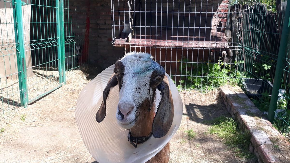 Koza była katowana przez swojego właściciela