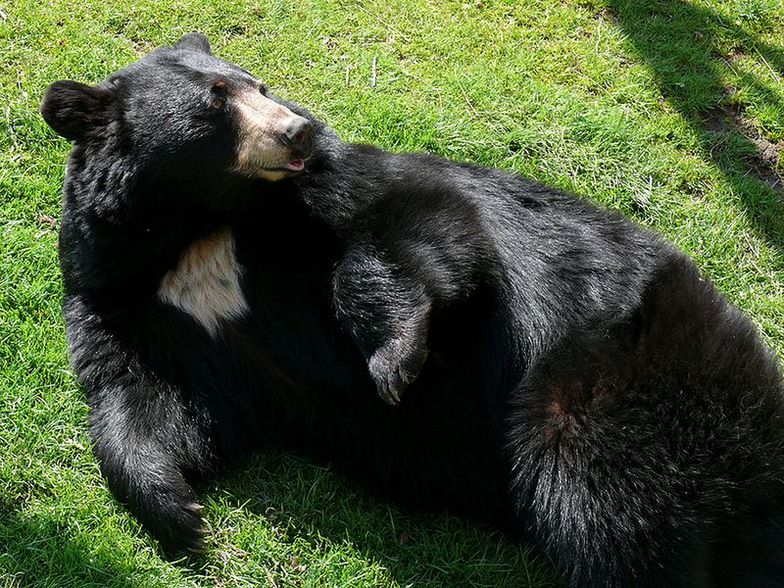 Beskidzkie niedźwiedzie najprawdopodobniej w ogóle nie spały tej zimy