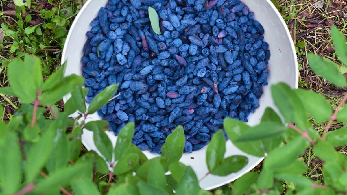 Polskie superfood zyskuje na popularności. Rozpoczyna się czas na zbiory