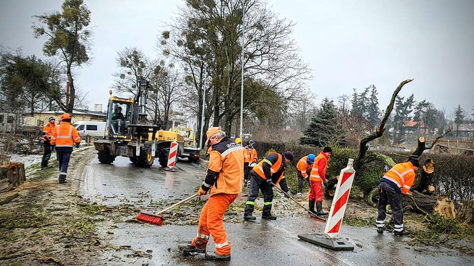 Oborniki Śląskie. Wycinka alei starych drzew. Mieszkańcy czują się oszukani