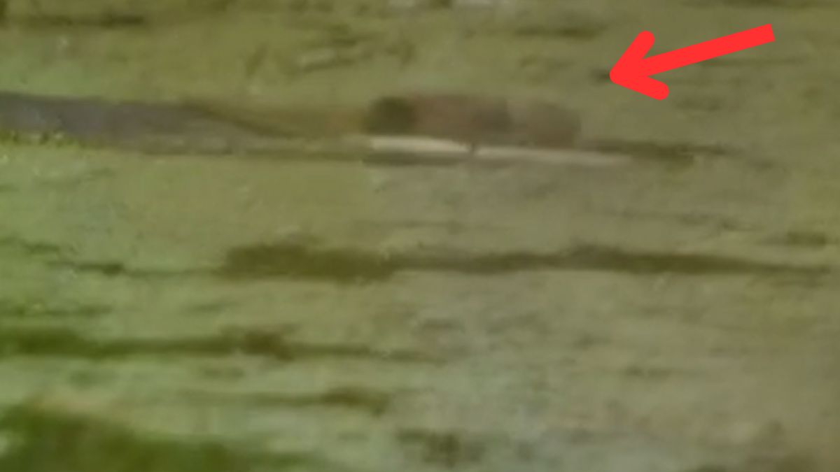 Przyłapany na gorącym uczynku. "Można usłyszeć plusk i łamanie gałęzi"