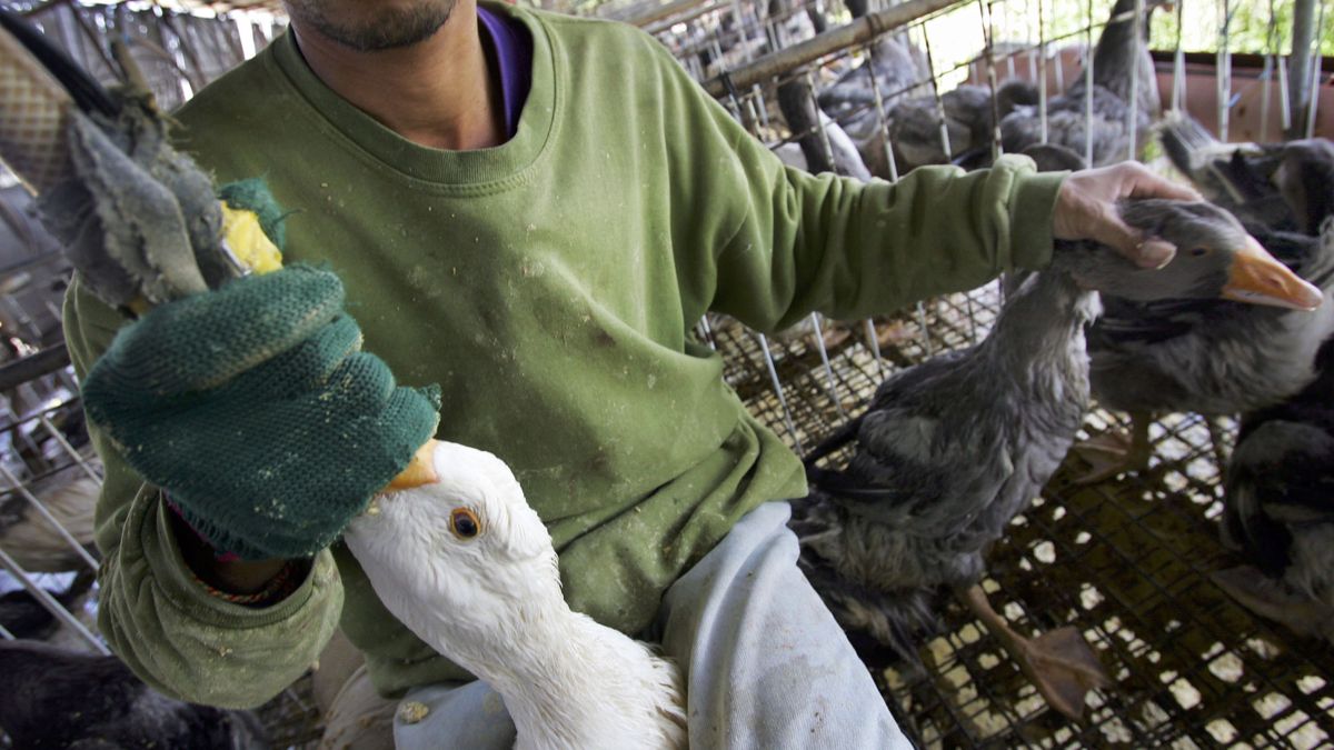 Koniec z przymusowym karmieniem dla Foie gras