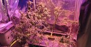 Pow. bieszczadzki: 50-latek zamienił piwnicę w plantację marihuany