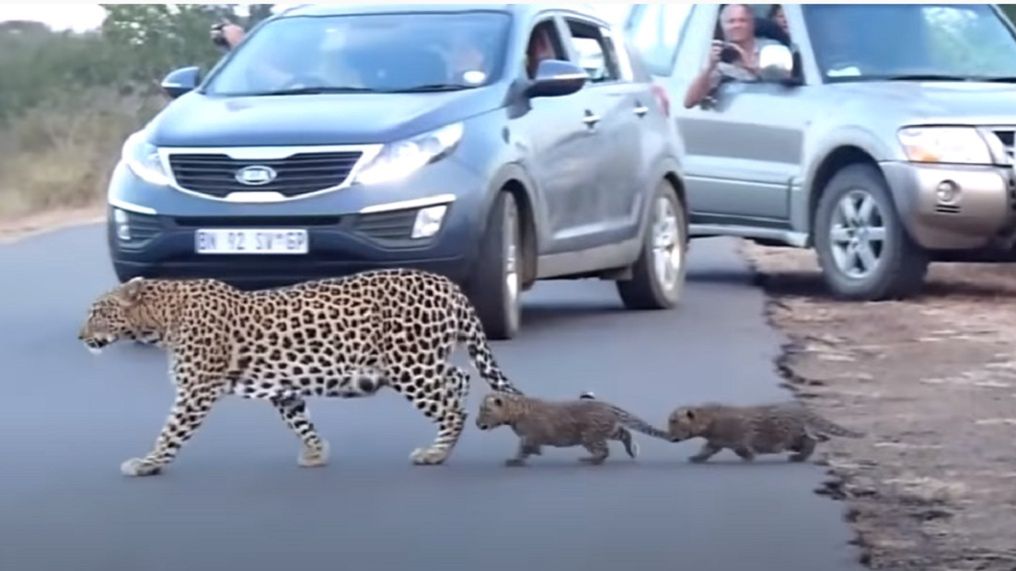 Samica lamparta przeprowadza przez jezdnię swoje młode.