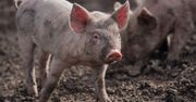 Cena za wieprzowinę spada. ASF budzi postrach na rynku