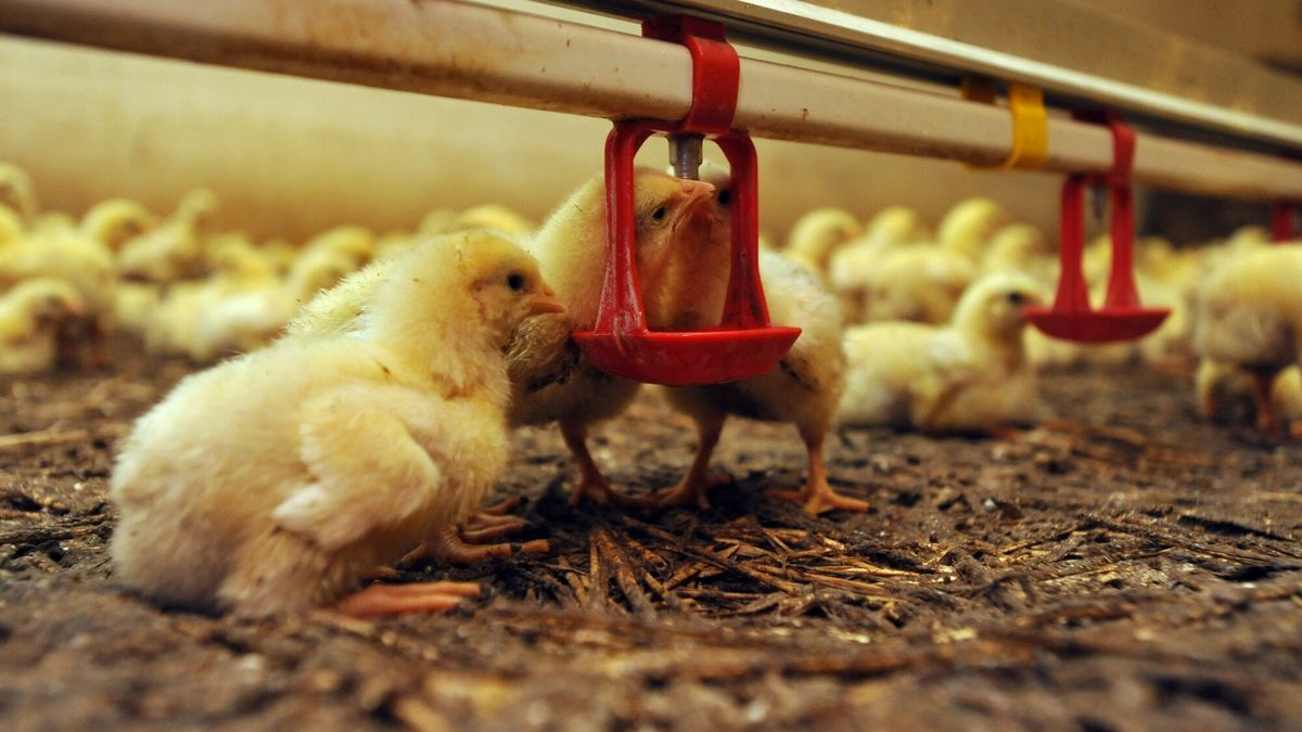 Choroby drobiu pustoszą polskie fermy. Odszkodowania idą w miliardy